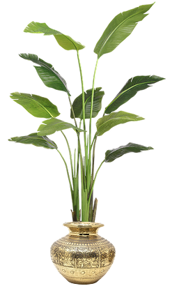 banana_leaf