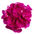 fuchsia_flower